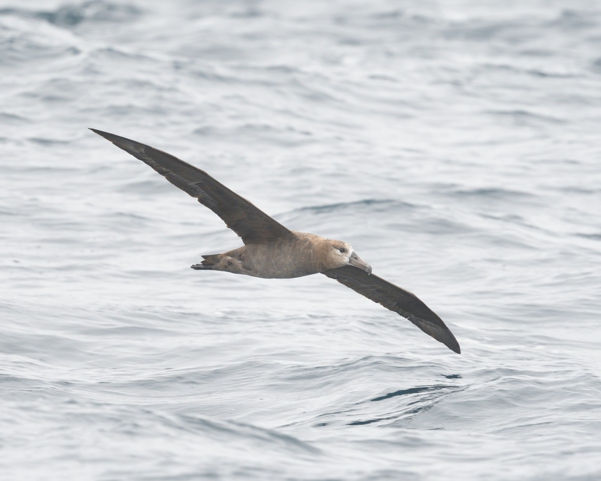 Albatros à pieds noirs - ML614833841