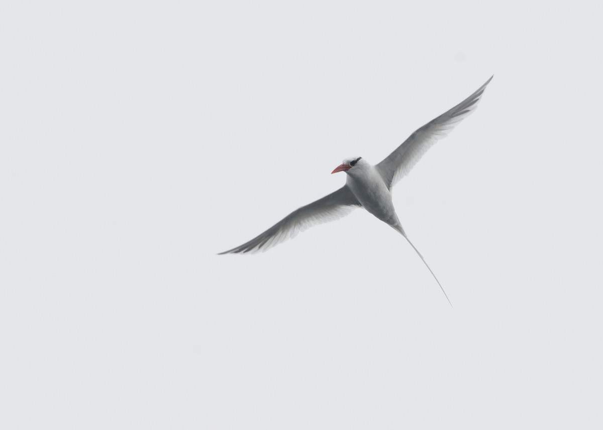 Red-billed Tropicbird - ML614833876