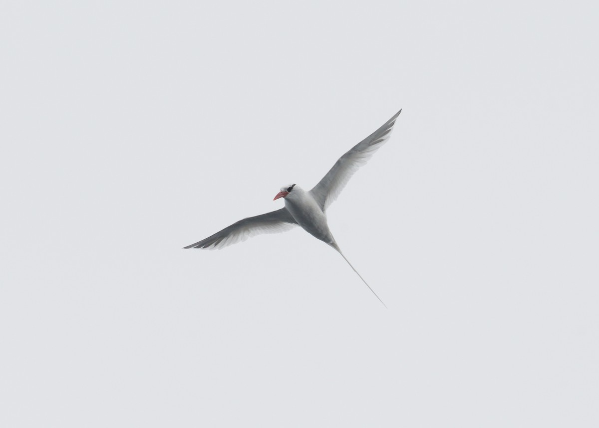 Red-billed Tropicbird - ML614833877