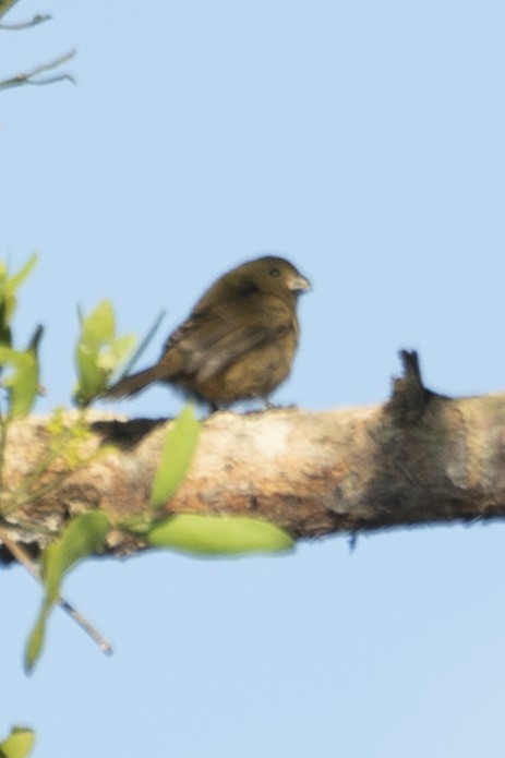 Variable Seedeater - ML614834056