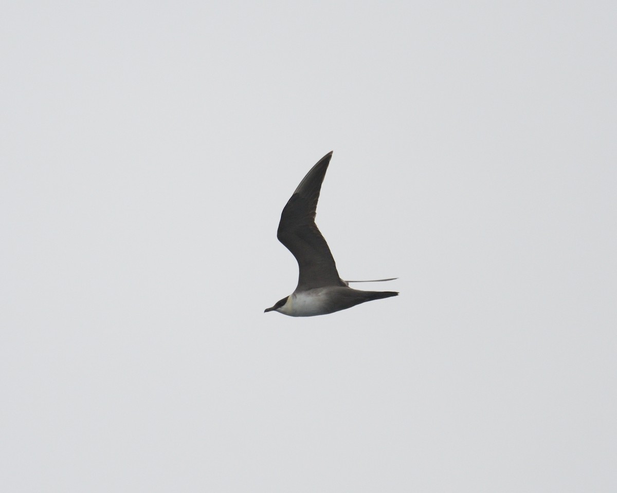 Long-tailed Jaeger - ML614834064