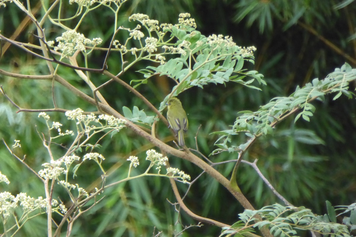 Olive-faced Flatbill - ML614834094