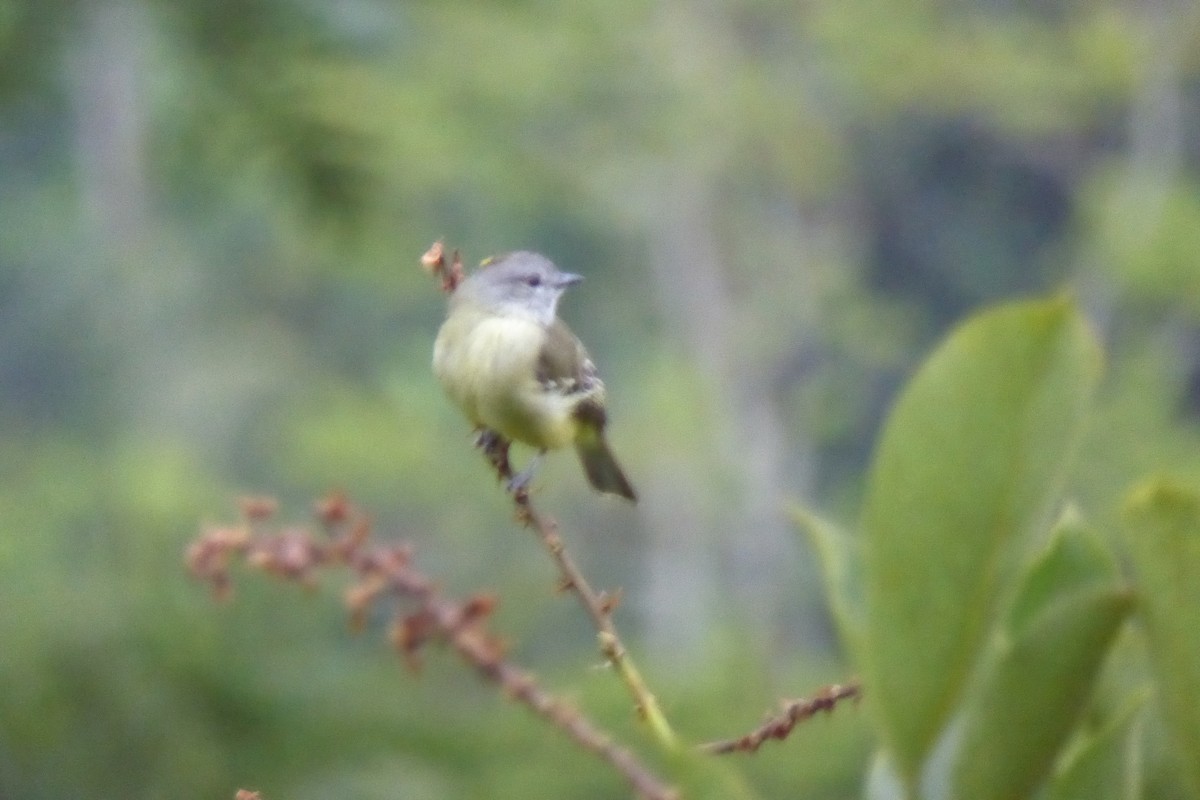Yellow-crowned Tyrannulet - ML614834147