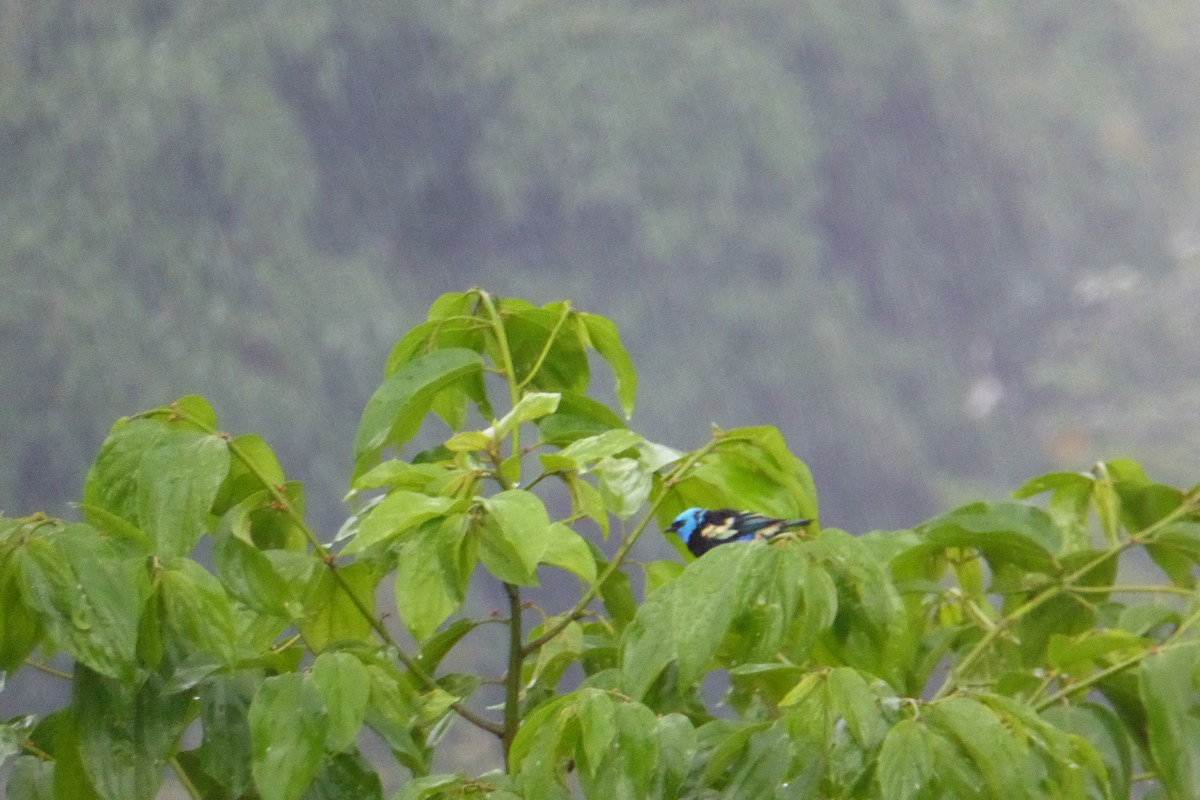 Blue-necked Tanager - ML614834181