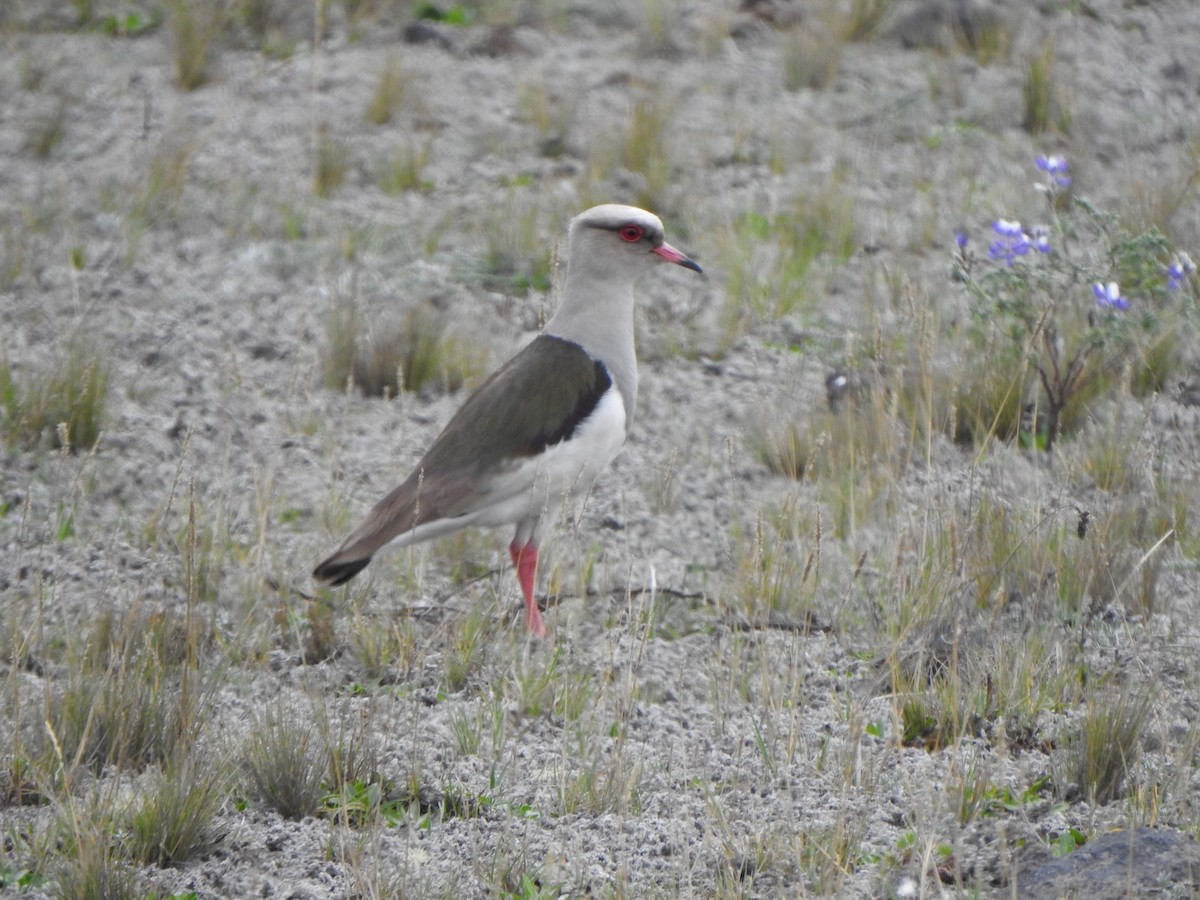 Andean Lapwing - ML614834190