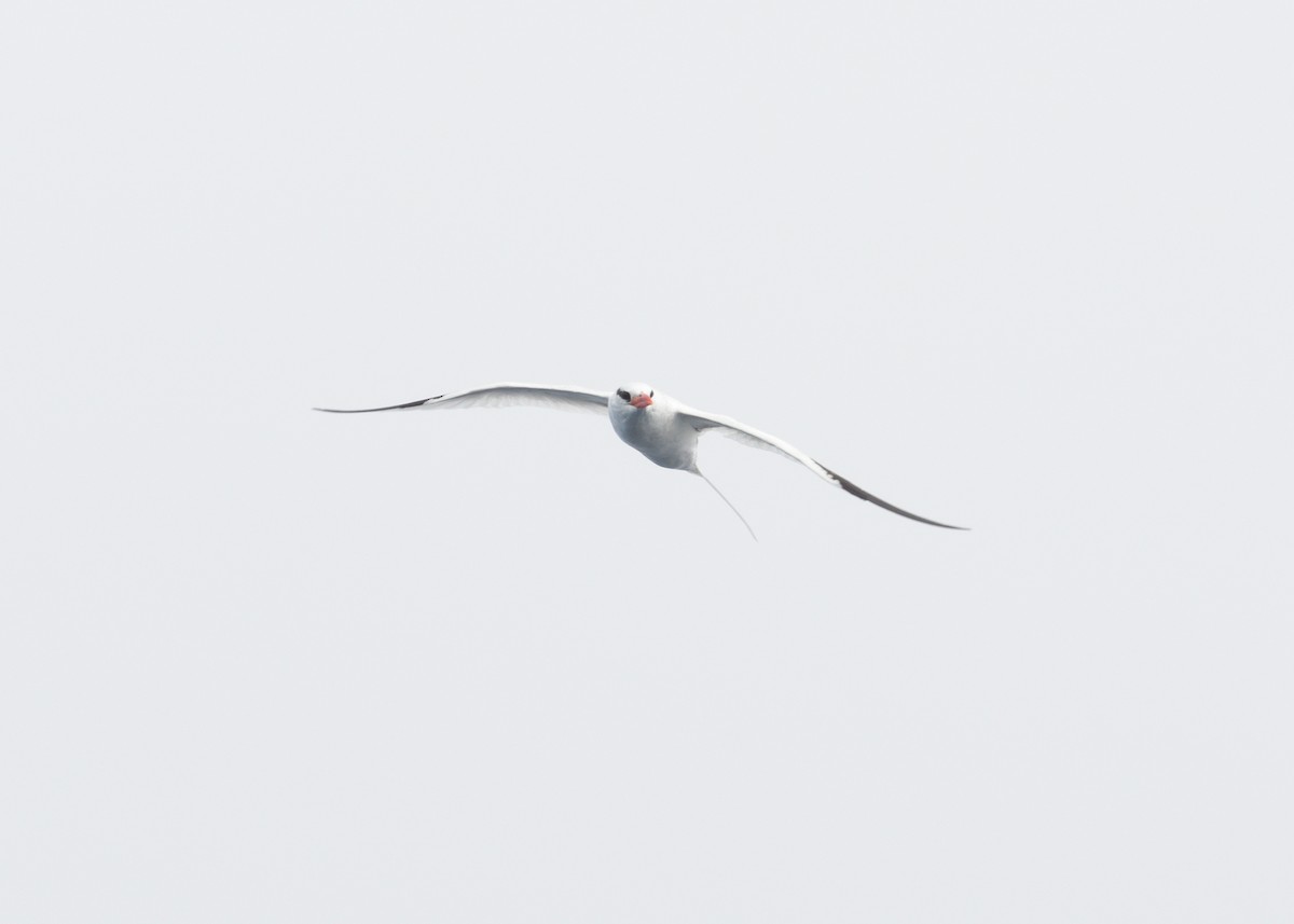 Red-billed Tropicbird - Max Wilson
