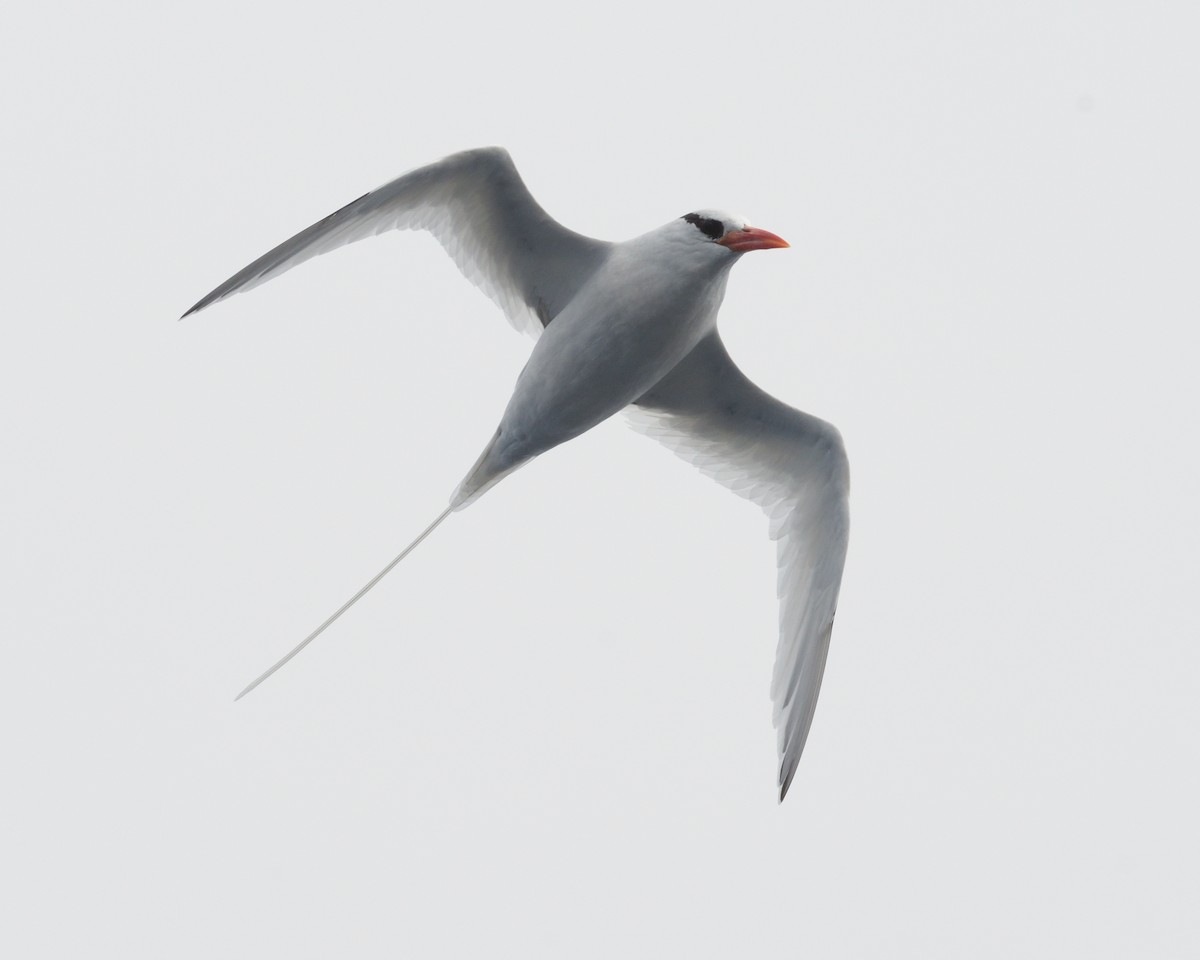 Red-billed Tropicbird - ML614834228