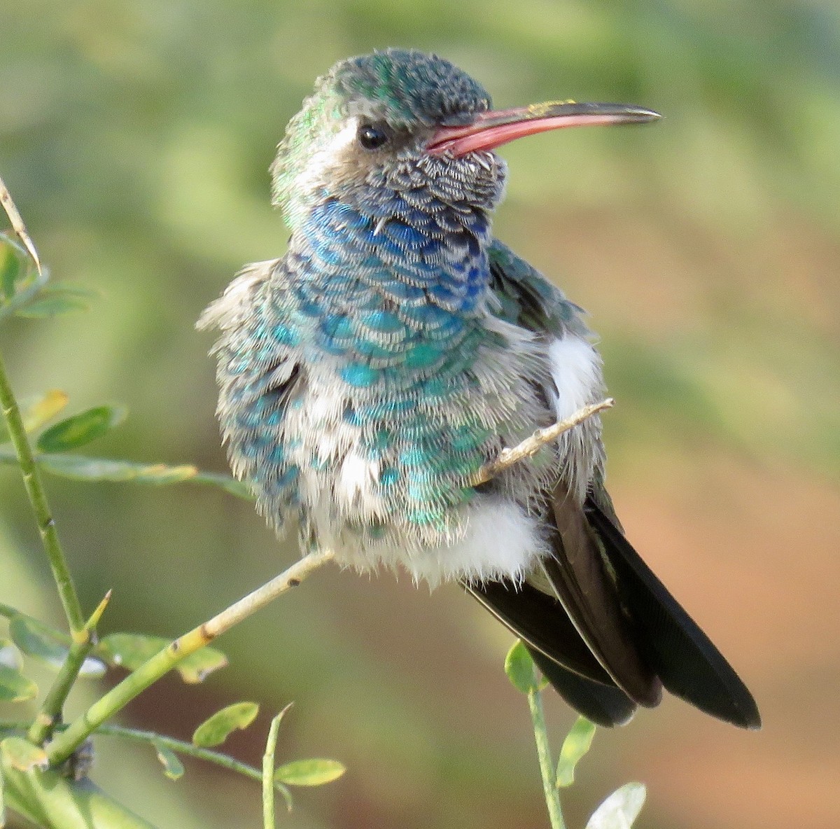 EBird Checklist 14 Feb 2024 Stakeout Broad Billed Hummingbird   1200