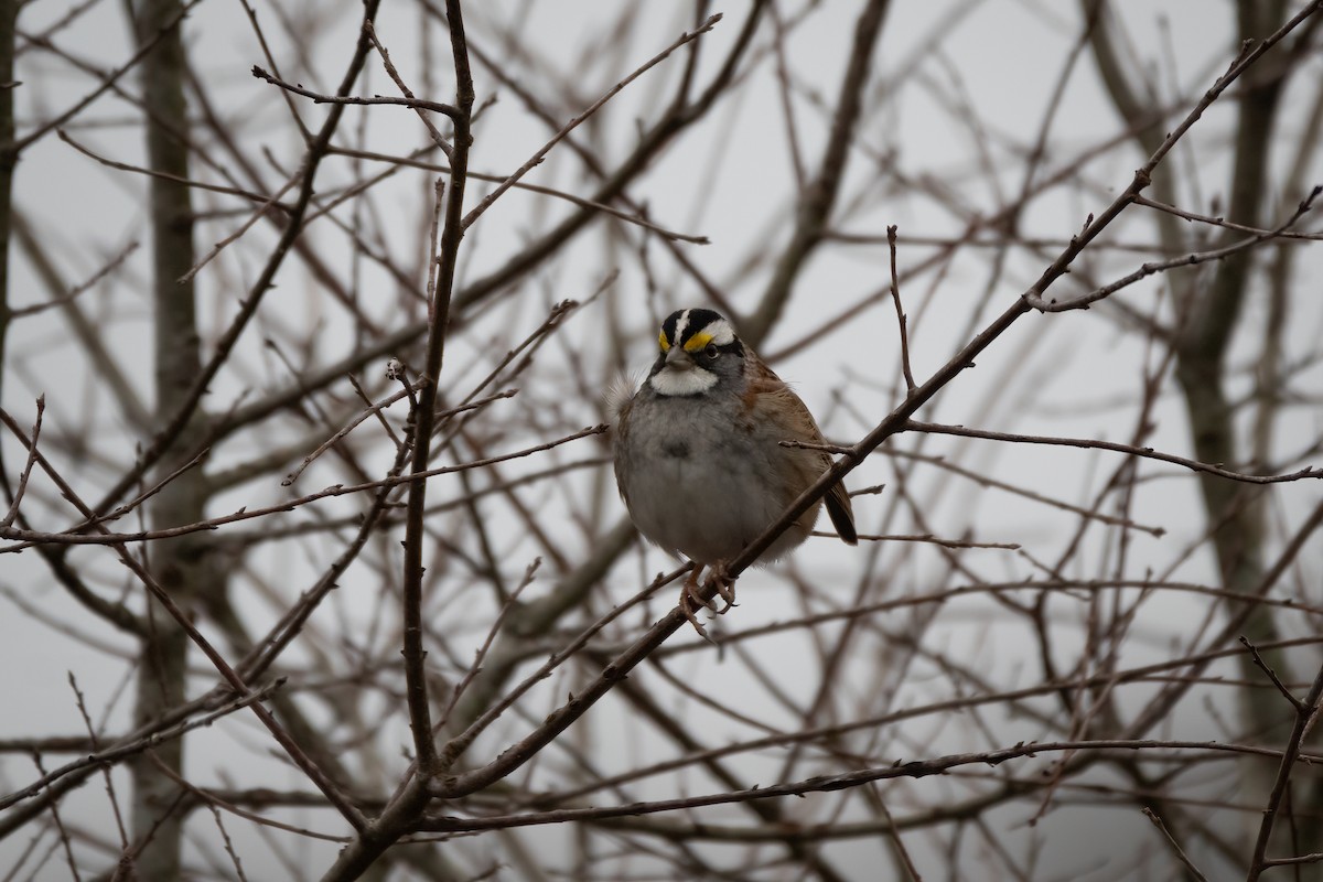 White-throated Sparrow - ML614834380