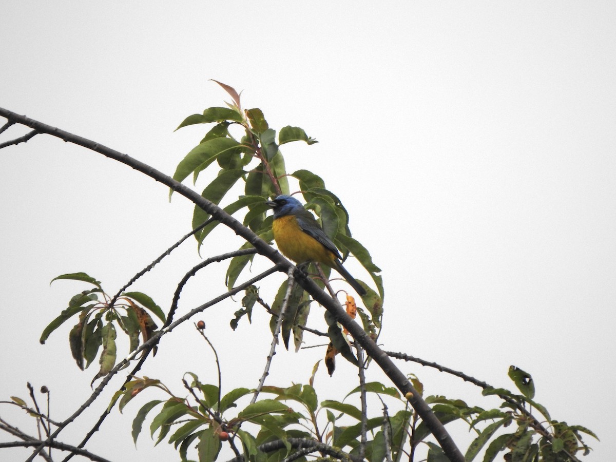 Blue-and-yellow Tanager - ML614834501