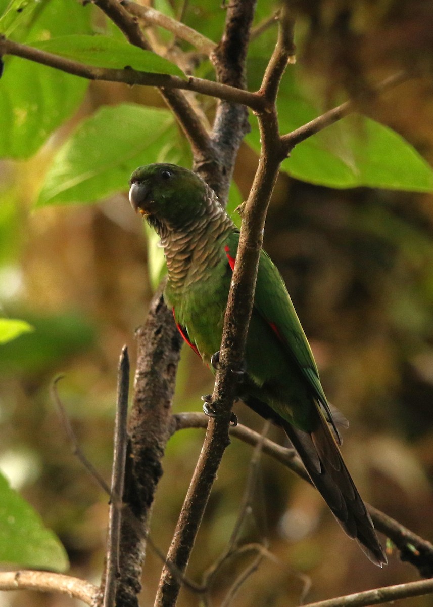 Maroon-tailed Parakeet (Choco) - ML614834622