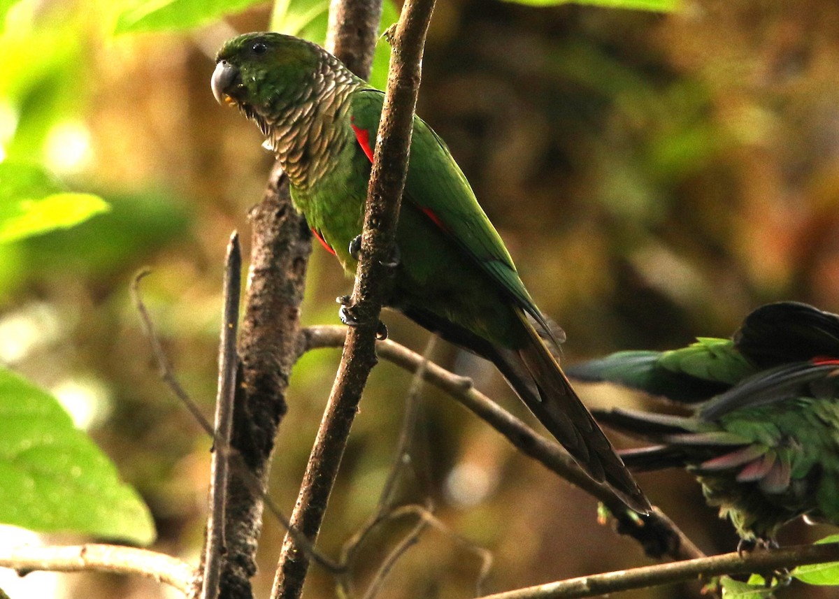 Maroon-tailed Parakeet (Choco) - ML614834623