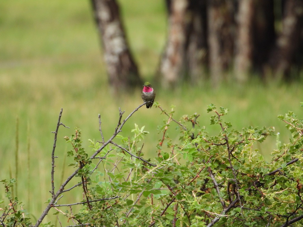 Broad-tailed Hummingbird - ML614834874