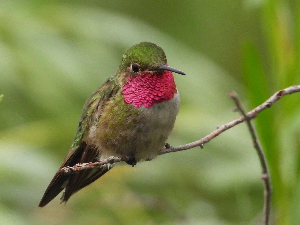 Broad-tailed Hummingbird - Liam Thorne