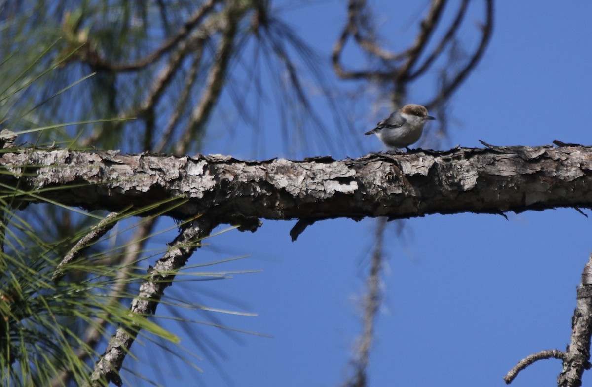 Brown-headed Nuthatch - ML614834880