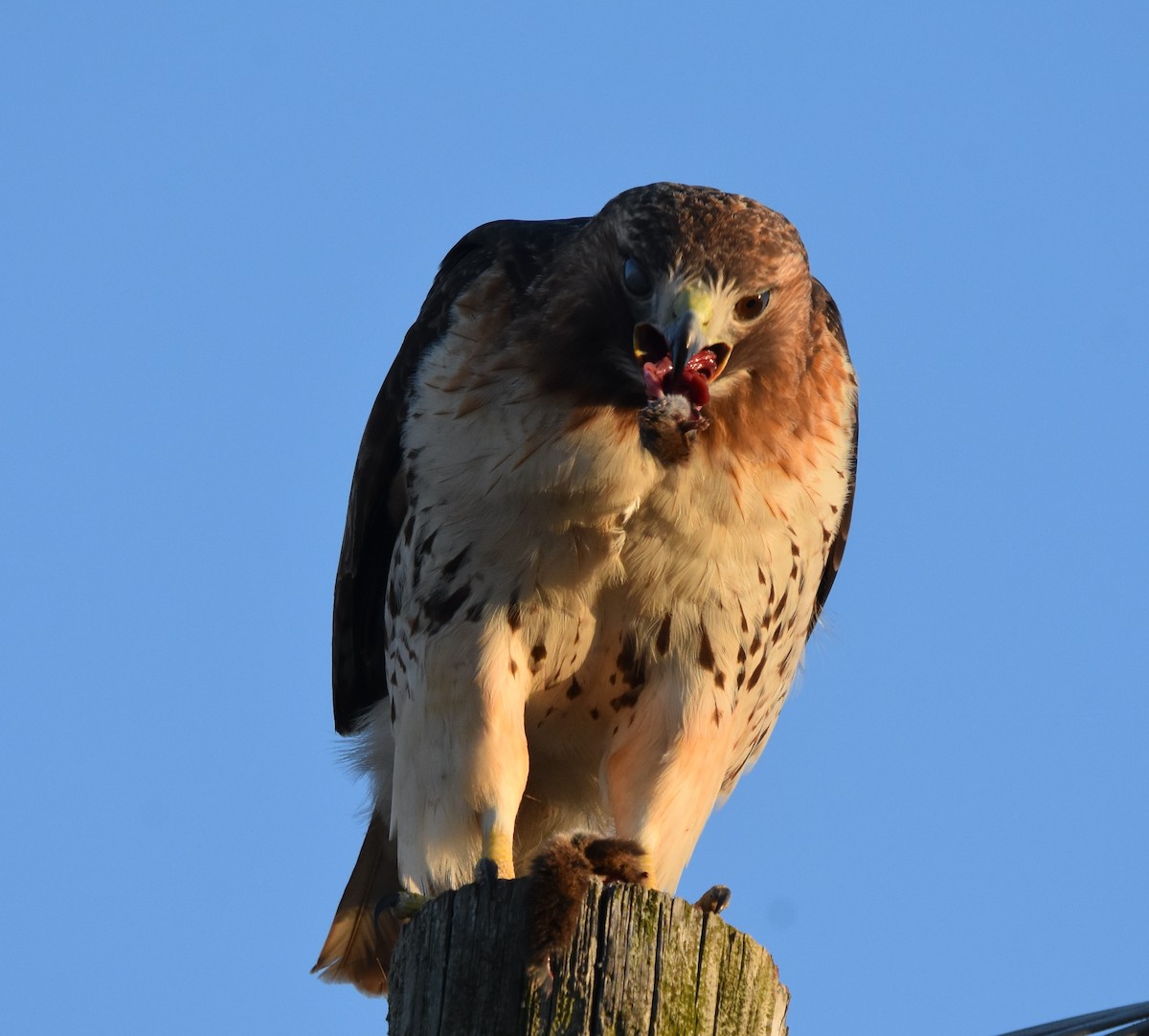 Red-tailed Hawk - ML614834895