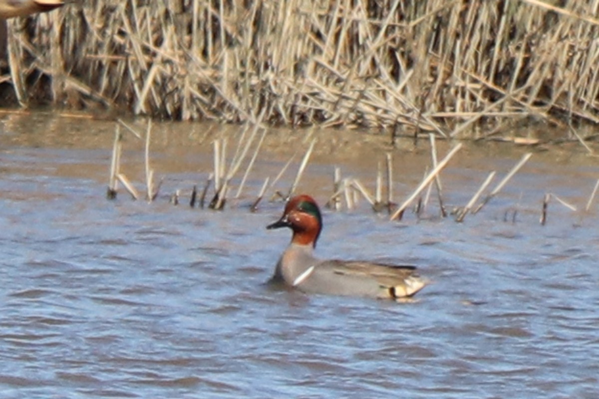 Green-winged Teal - ML614834991