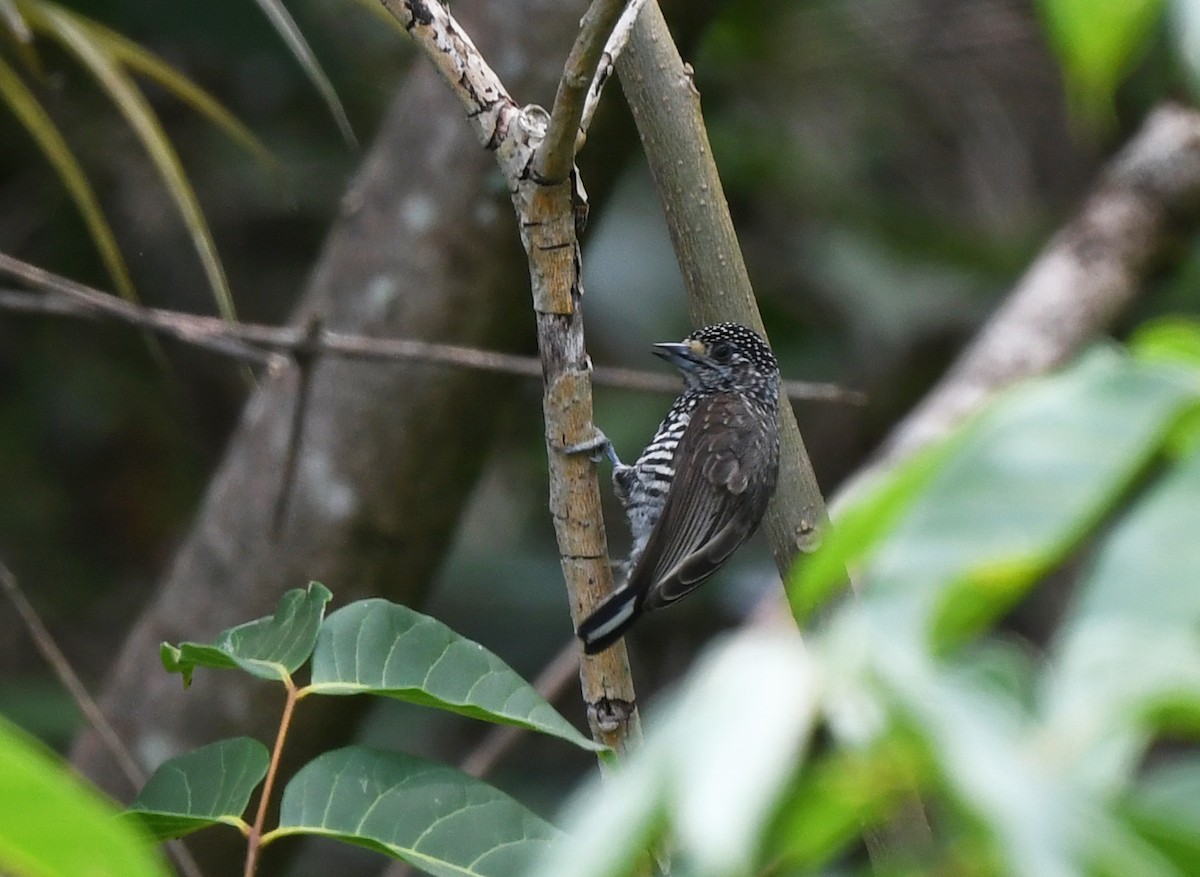 Speckle-chested Piculet - ML614835153