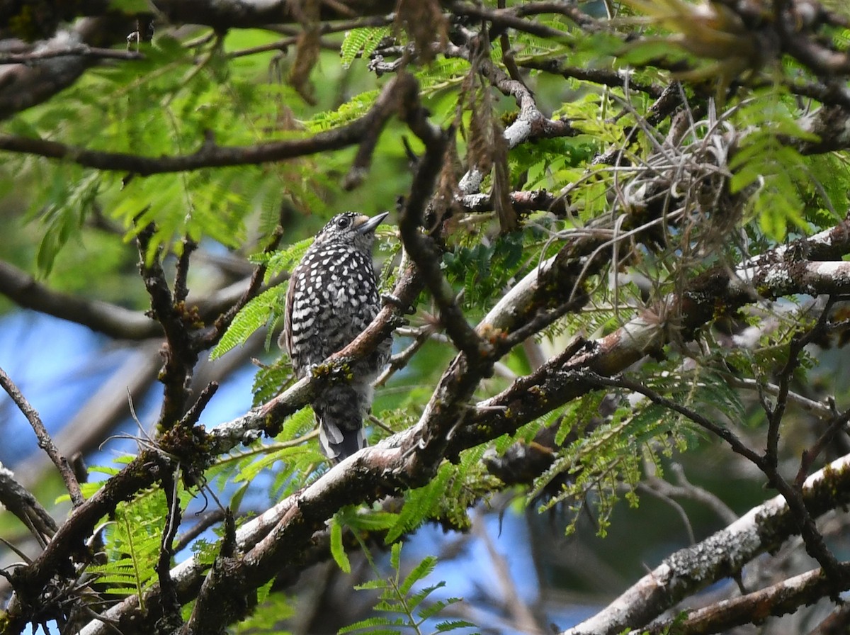 Speckle-chested Piculet - ML614835155