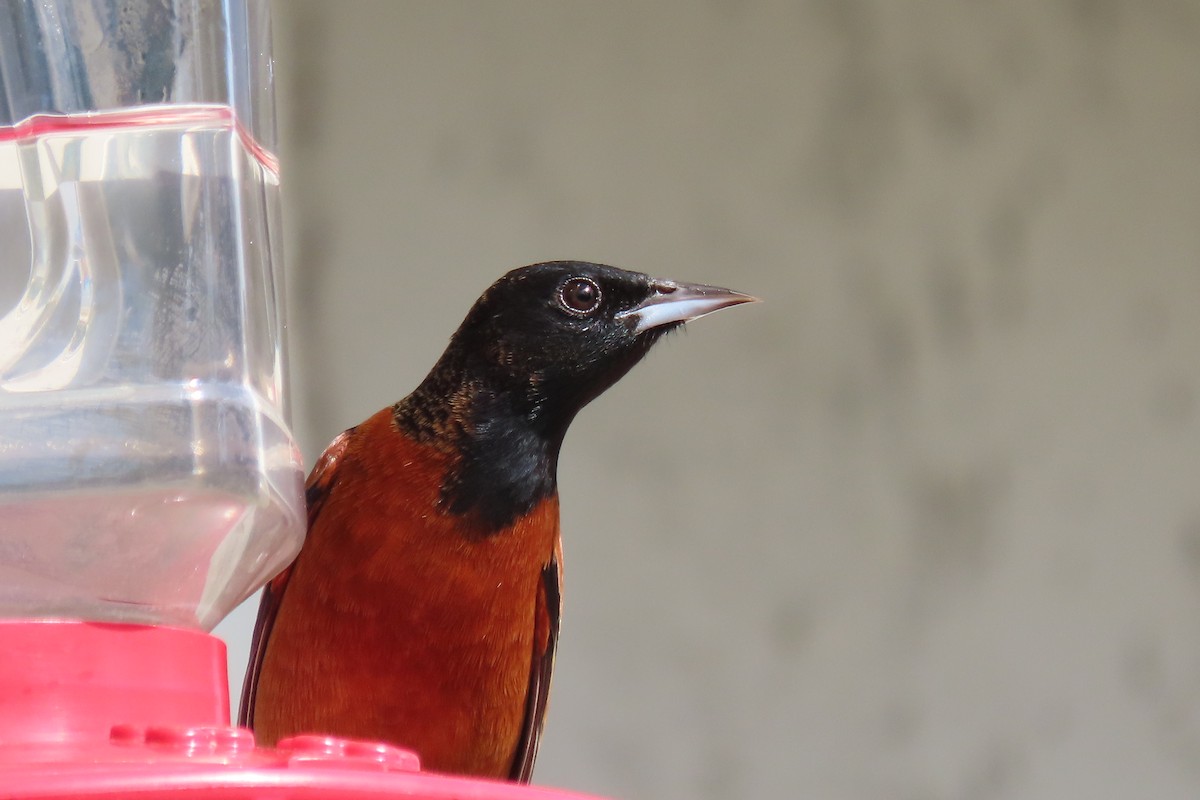 Orchard Oriole - ML614835304