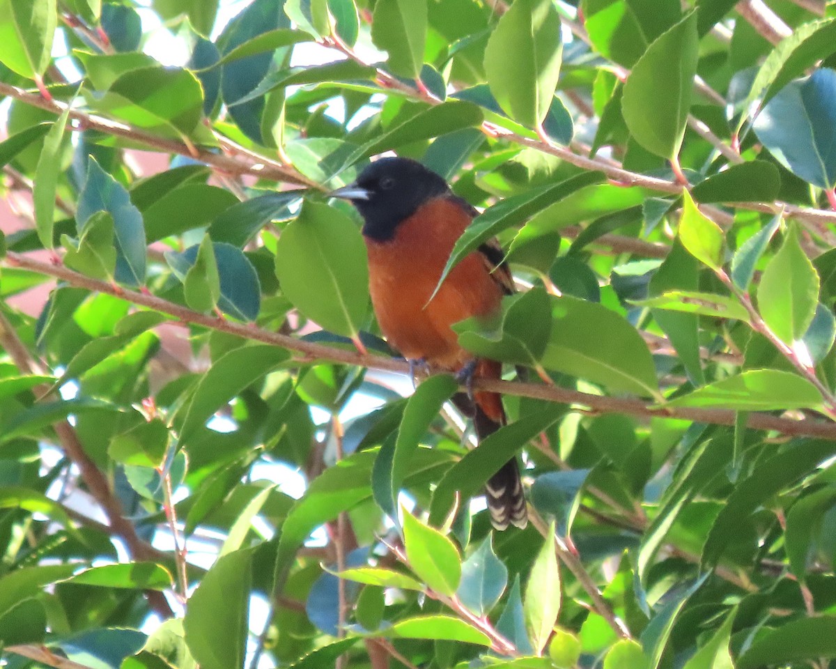Orchard Oriole - ML614835322