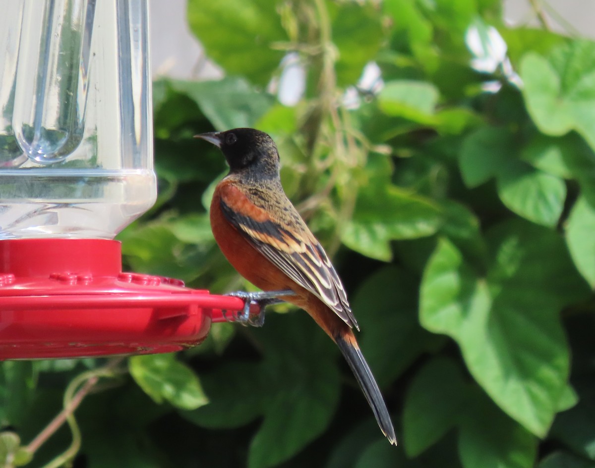 Orchard Oriole - ML614835329