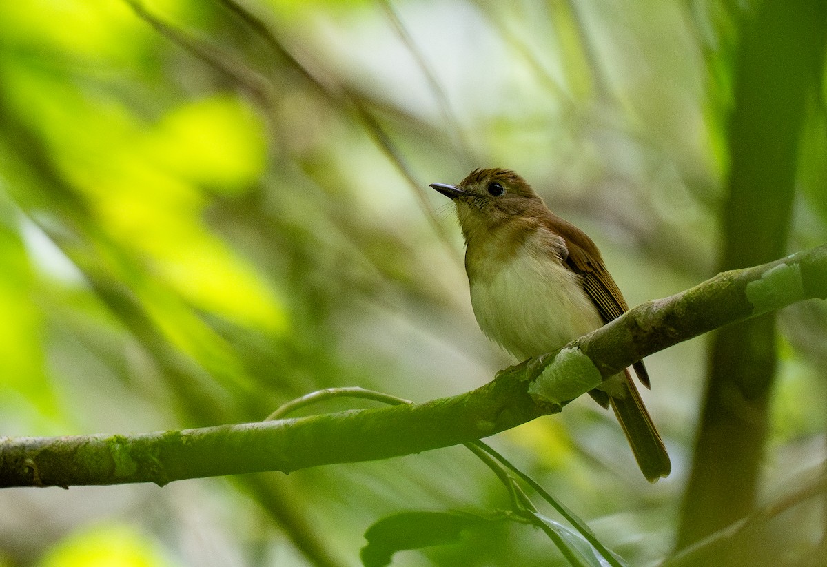 Chestnut-tailed Jungle Flycatcher (Philippine) - ML614835420