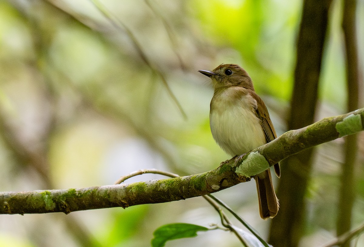 Chestnut-tailed Jungle Flycatcher (Philippine) - ML614835421