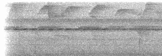 gråhodetreløper (griseicapillus gr.) - ML614835619