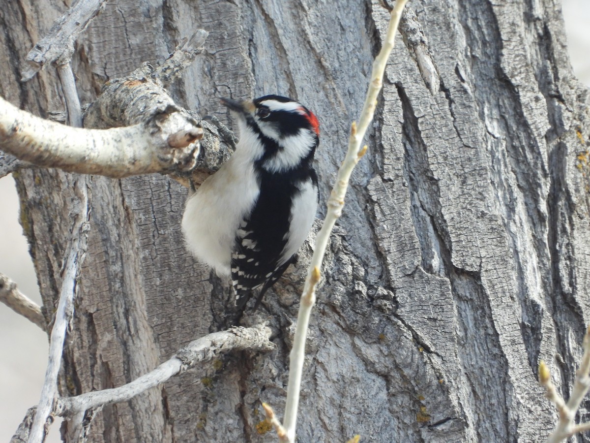 Downy Woodpecker (Rocky Mts.) - ML614835639