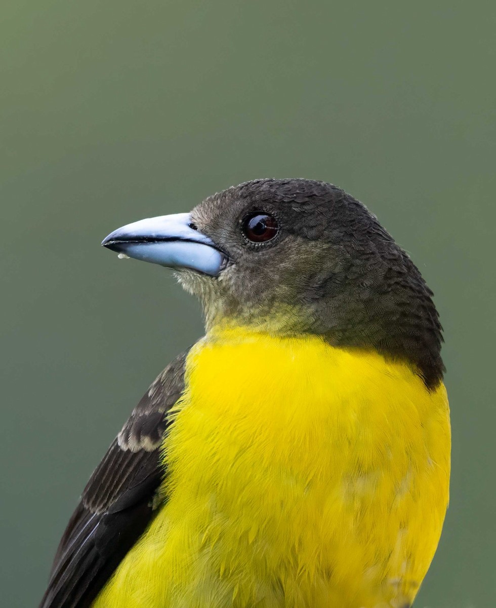 Flame-rumped Tanager - ML614835697