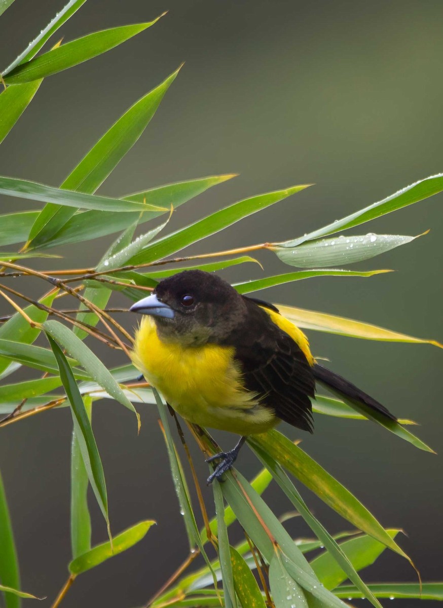 Flame-rumped Tanager - ML614835727
