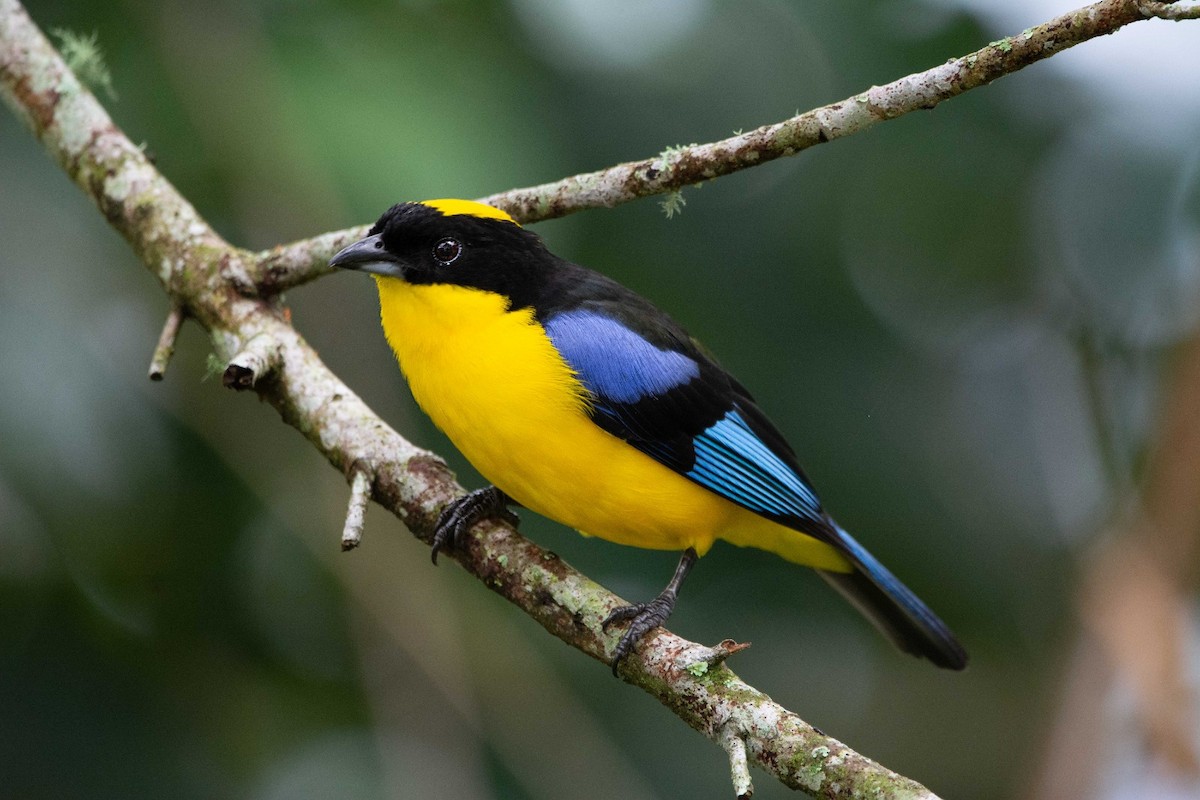 Blue-winged Mountain Tanager - Alejandro Alzate Garces