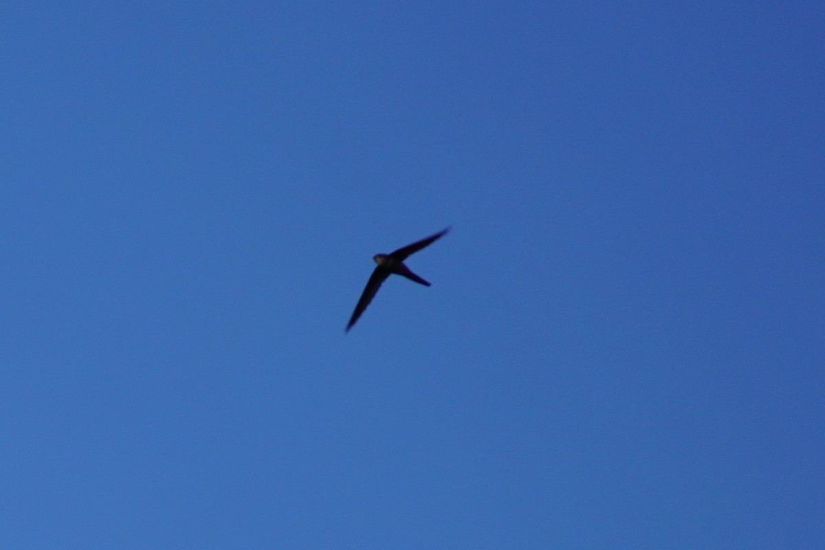 Indian Swiftlet - ML614835742