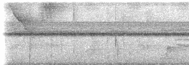 gråhodetreløper (griseicapillus gr.) - ML614835752