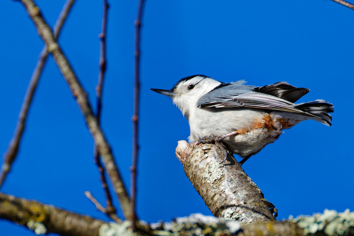 White-breasted Nuthatch - ML614835984