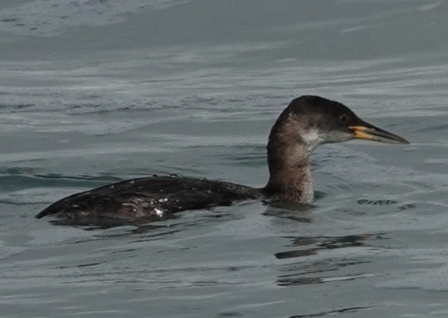 Red-necked Grebe - ML614836073