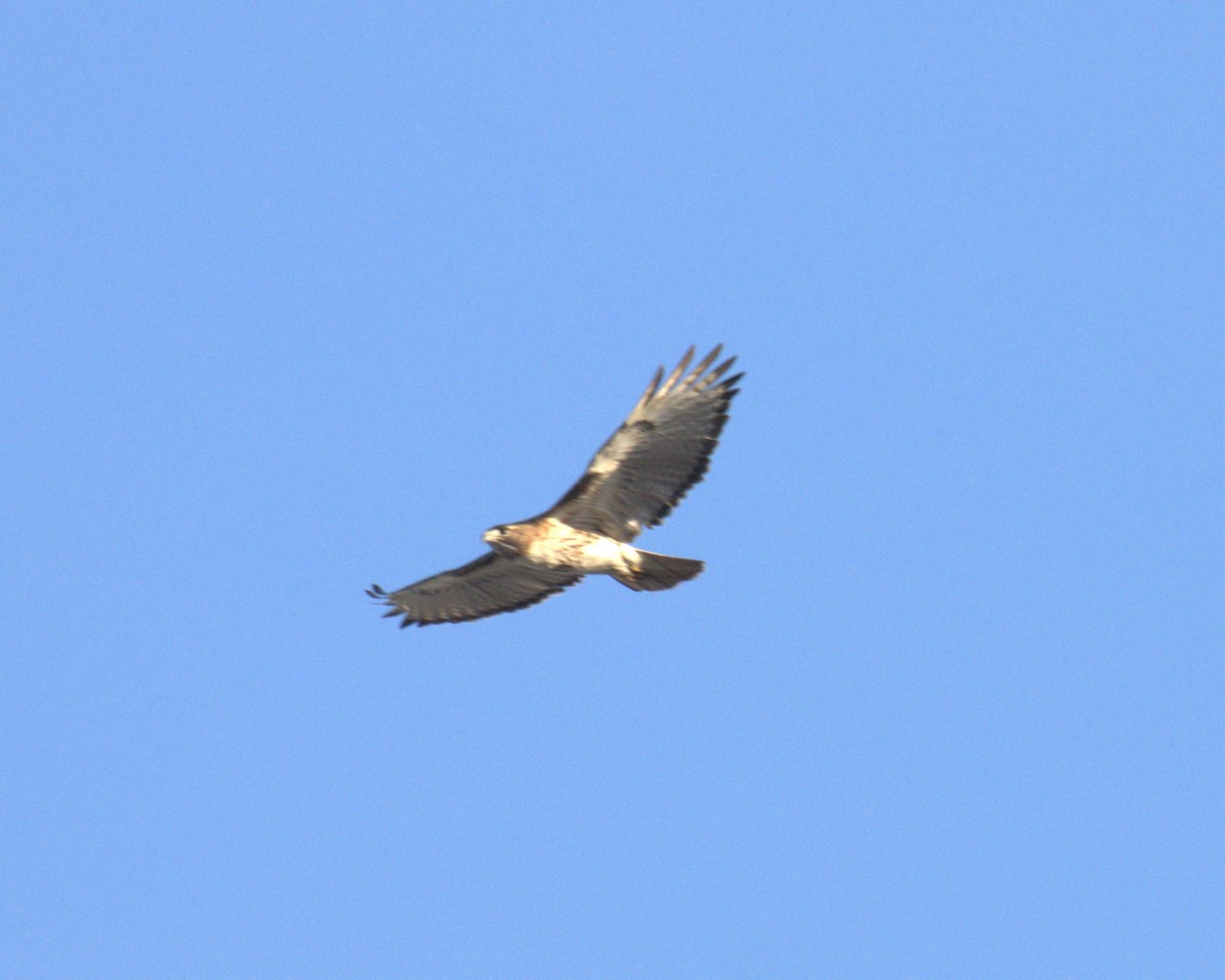 Red-tailed Hawk - ML614836138