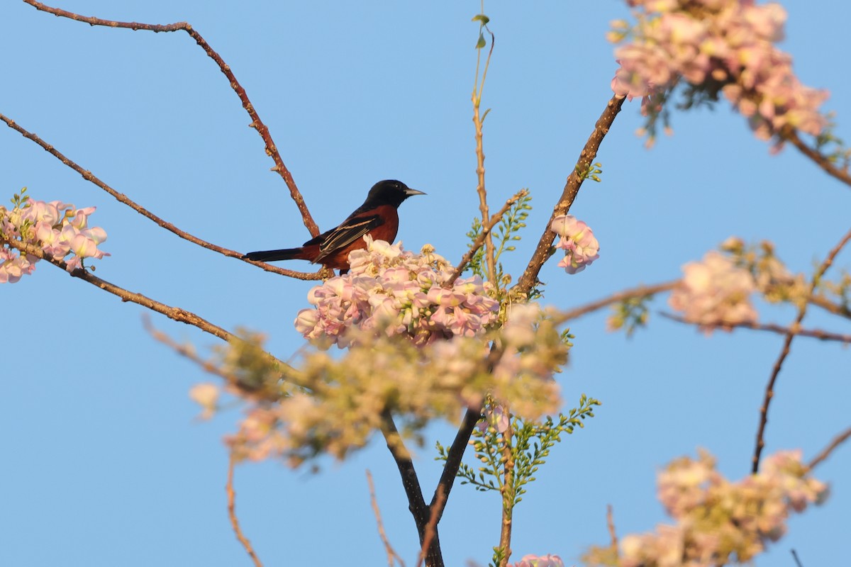 Orchard Oriole - ML614836166