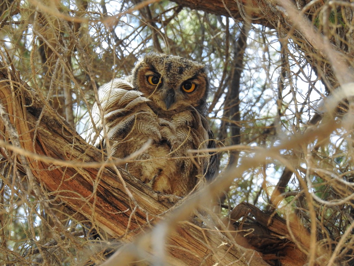 Lesser Horned Owl - ML614836662