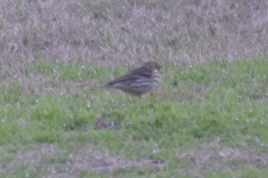 Meadow Pipit - ML614836694