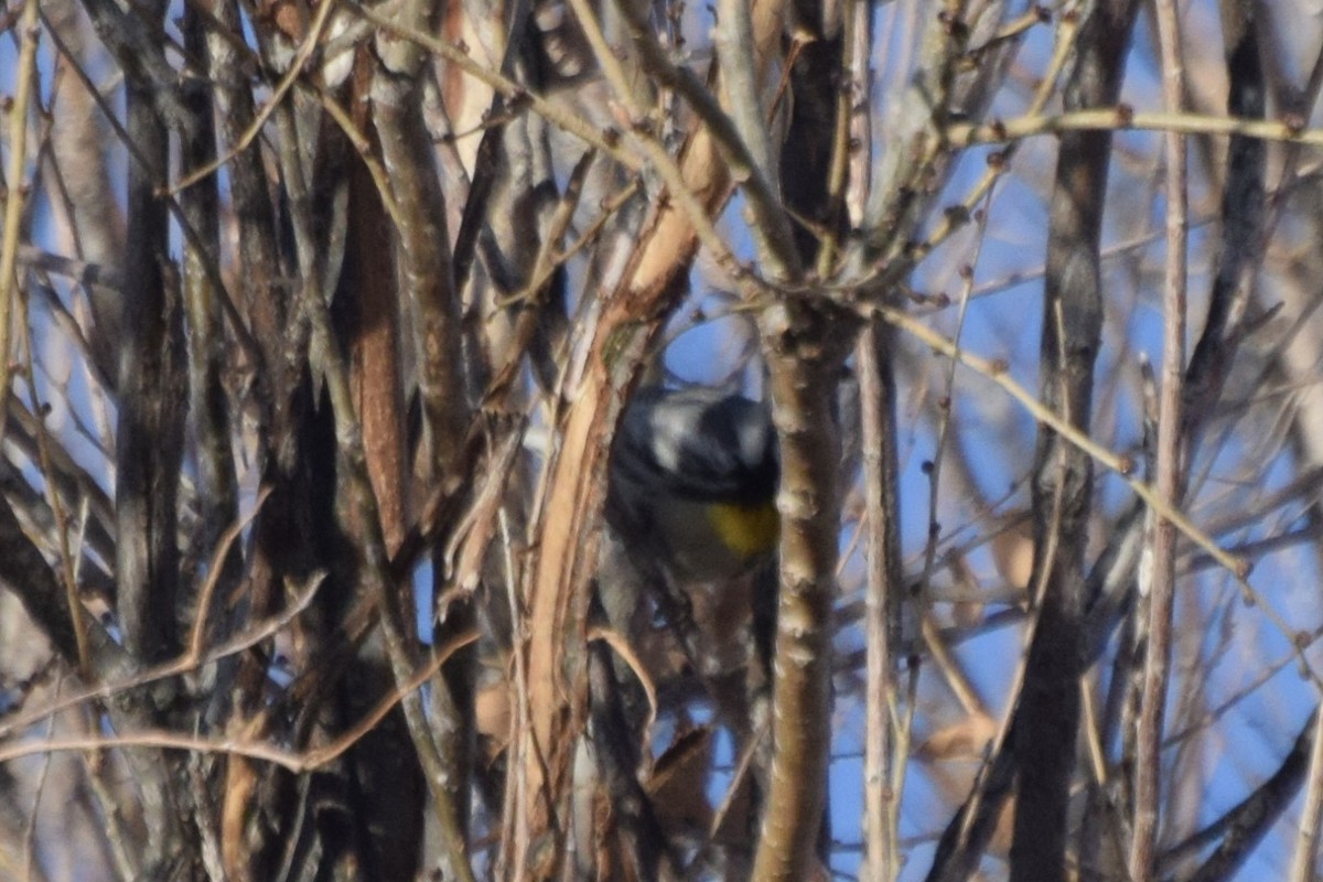 Yellow-throated Warbler - Santi Tabares