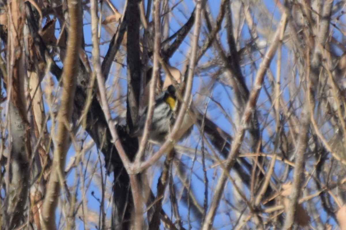 Yellow-throated Warbler - ML614836740