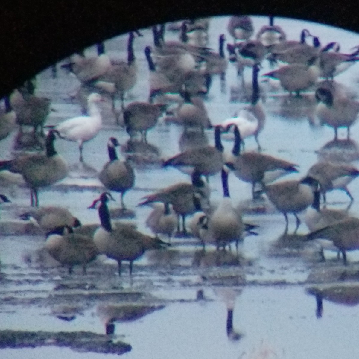 eBird Checklist - 14 Feb 2024 - Goose Pond - 8 species (+1 other taxa)