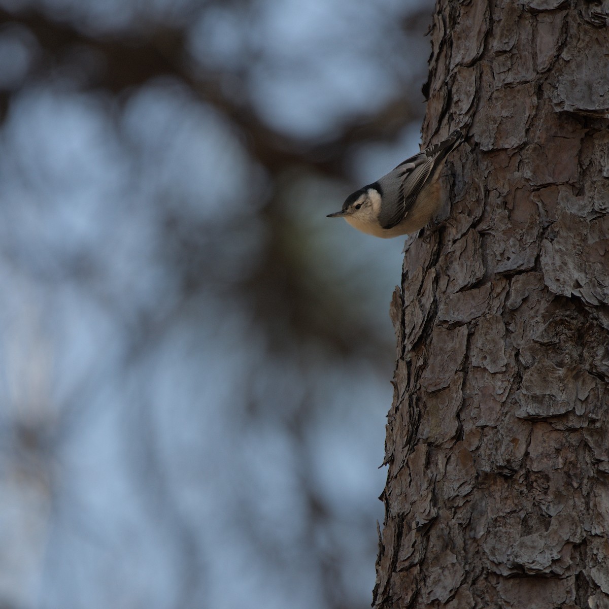 White-breasted Nuthatch - ML614837122
