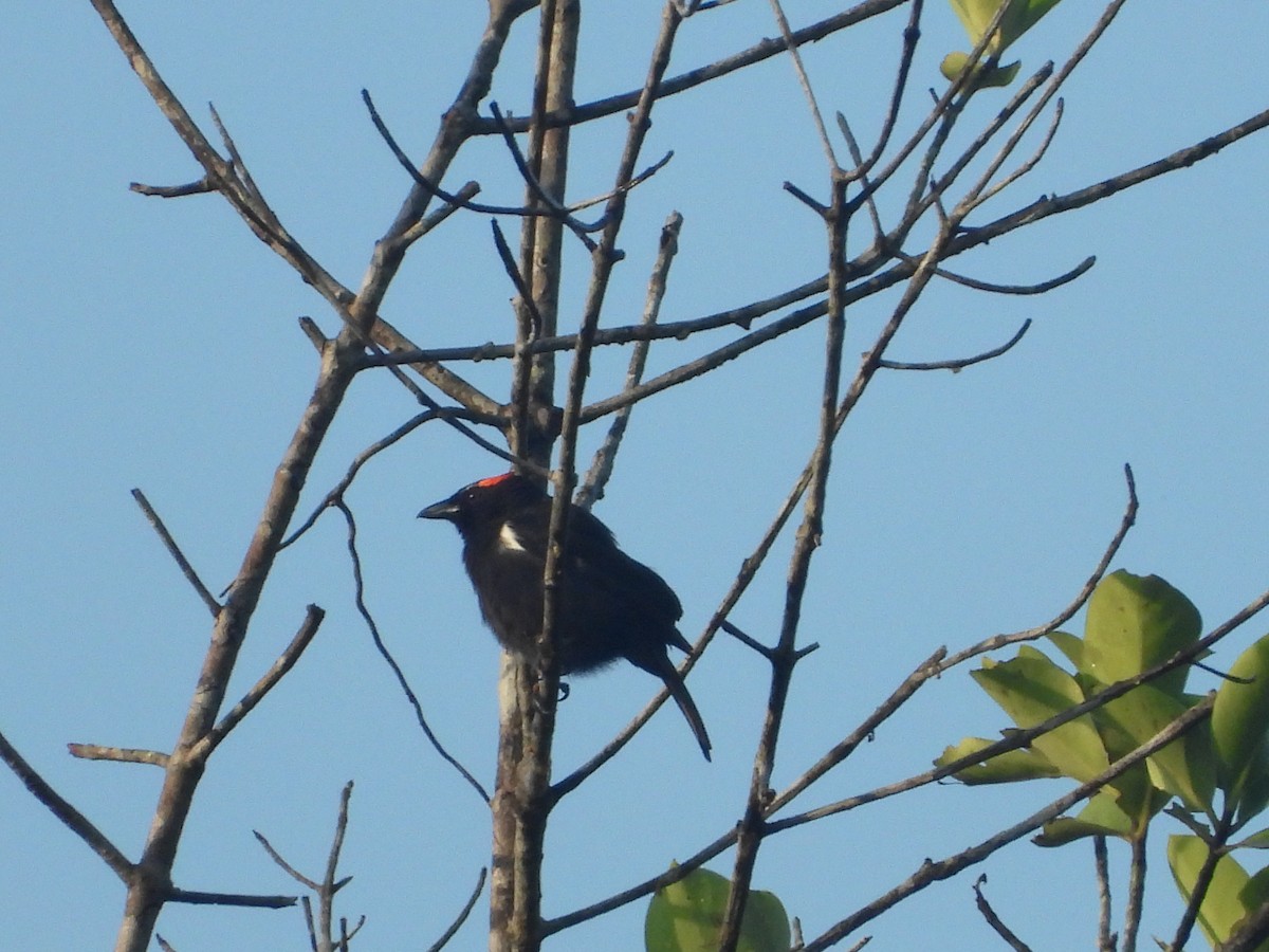 Scarlet-browed Tanager - ML614837309