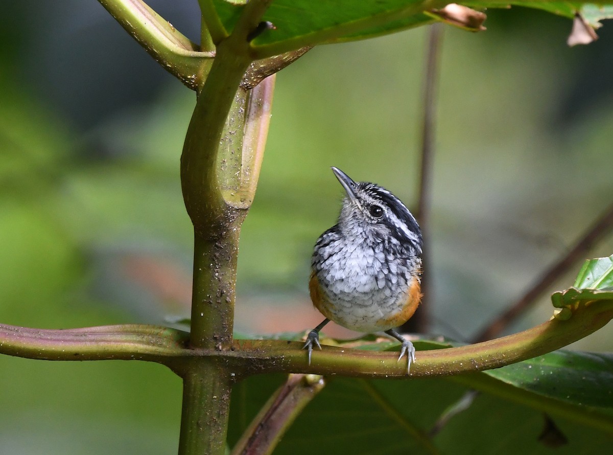 Peruvian Warbling-Antbird - ML614837509