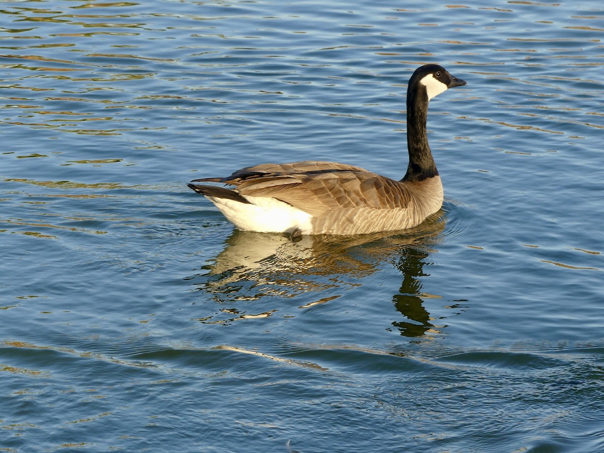 eBird Checklist - 14 Feb 2024 - Papago Park - 17 species