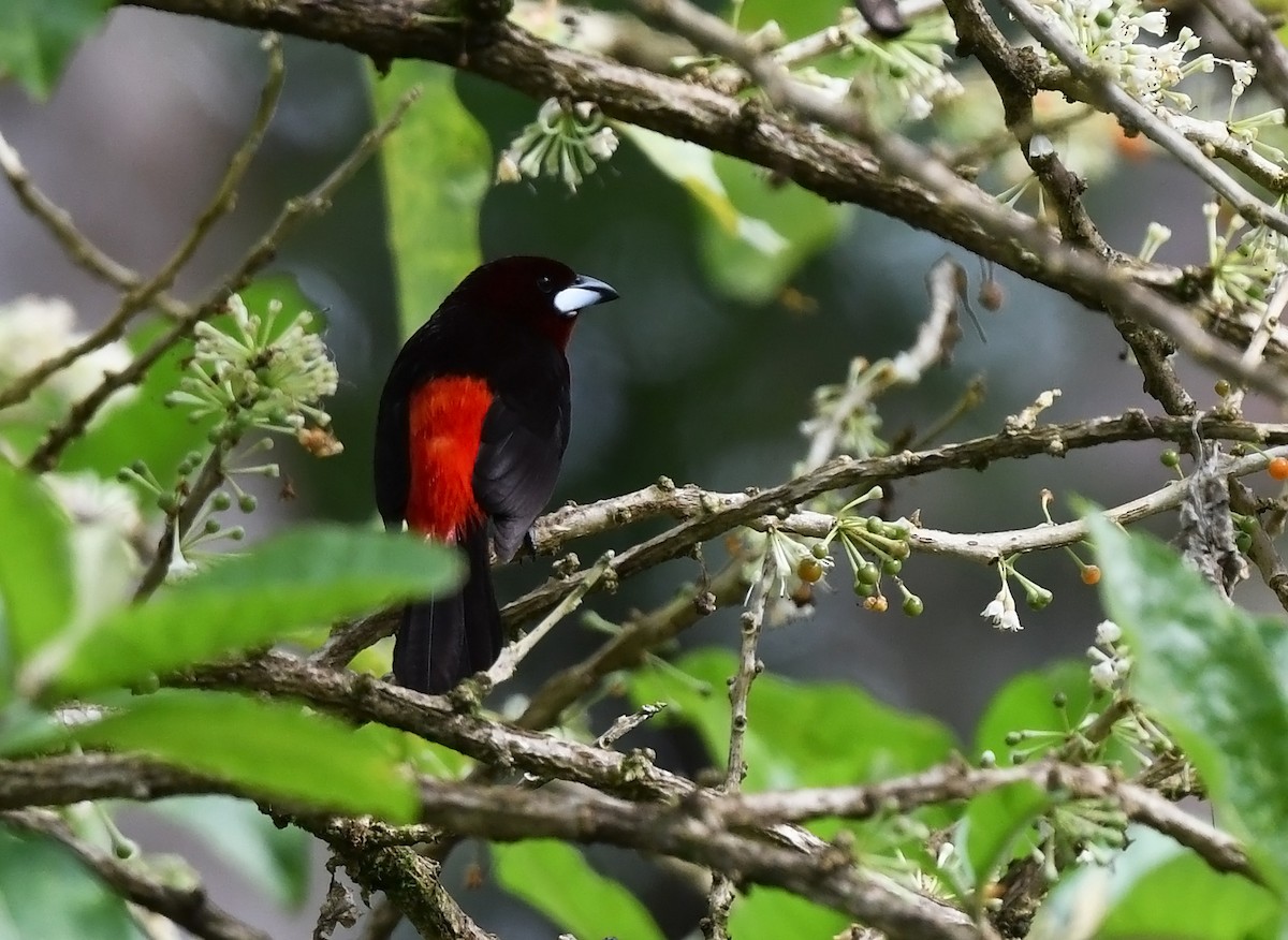 Black-bellied Tanager - ML614837666