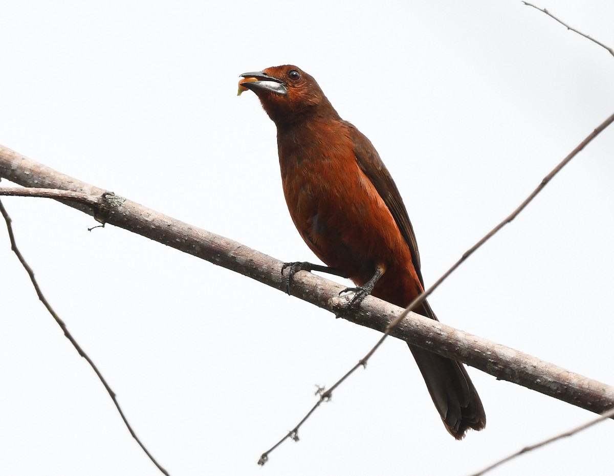 Black-bellied Tanager - ML614837668
